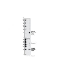Cell Signaling Cleaved Caspase-1 (Asp297) (D57a2) Rabbit mAb