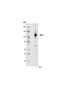 Cell Signaling Rig-I (D33h10) Rabbit mAb