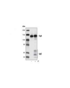 Cell Signaling Eg5 (4h3-1f12) Mouse mAb
