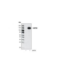Cell Signaling Usp28 Antibody
