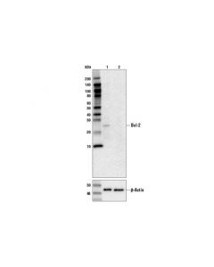 Cell Signaling Bcl-2 (D55g8) Rabbit mAb (Human Specific)