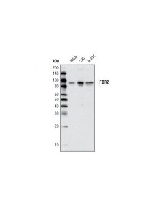 Cell Signaling Fxr2 Antibody