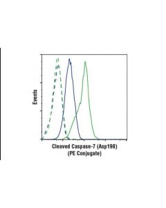 Cell Signaling Cleaved Caspase-7 (Asp198) (D6h1) Rabbit mAb (Pe Conjugate)