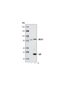 Cell Signaling Mlh1 (D38g9) Rabbit mAb