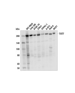 Cell Signaling Tut7 (E1r7y) Rabbit mAb