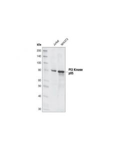 Cell Signaling Pi3 Kinase P85 (19h8) Rabbit mAb