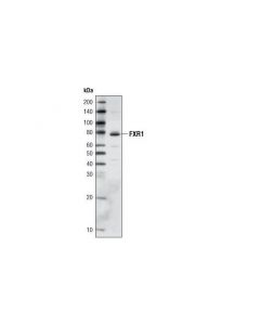 Cell Signaling Fxr1 (L662) Antibody