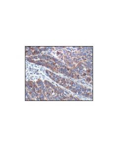 Cell Signaling Cytochrome C (136f3) Rabbit mAb