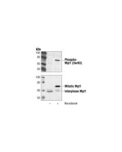 Cell Signaling Phospho-Myt1 (Ser83) Antibody