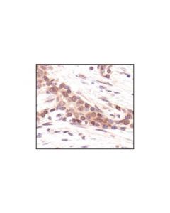 Cell Signaling Myt1 Antibody