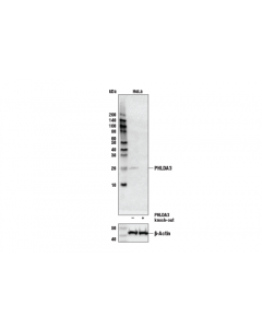 Cell Signaling Phlda3 Antibody
