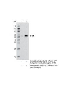 Cell Signaling Pten (D4.3) Xp Rabbit mAb (Sepharose Bead Conjugate)