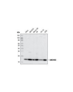 Cell Signaling Ubch5c (D60e2) Rabbit mAb