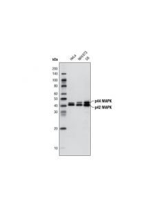 Cell Signaling P44/42 Mapk (Erk1/2) (137f5) Rabbit mAb (Hrp Conjugate)