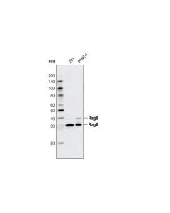 Cell Signaling Raga (D8b5) Rabbit mAb