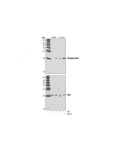 Cell Signaling Phospho-Bad (Ser136) (D25h8) Rabbit mAb