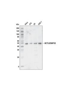 Cell Signaling Actl6/Baf53 Antibody
