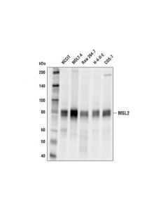 Cell Signaling Msl2 (D4v2n) Rabbit mAb