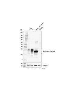 Cell Signaling Neutrophil Elastase Antibody (Rodent Reactive)