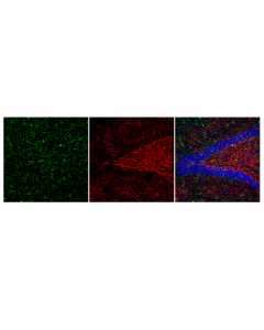 Cell Signaling Anti-Rat Igg (H+L), (Alexa Fluor 488 Conjugate)