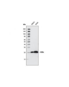 Cell Signaling Cd3epsilon (Cd3-12) Rat mAb