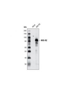 Cell Signaling Mis-R2 Antibody