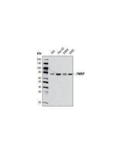 Cell Signaling Fmrp (G468) Antibody