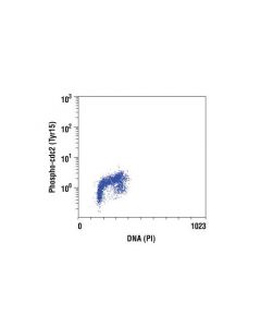 Cell Signaling Phospho-Cdc2 (Tyr15) (10a11) Rabbit mAb