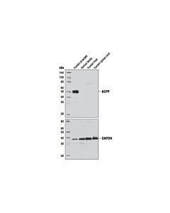 Cell Signaling Prostatic Acid Phosphatase (D3Y5P) Rabbit mAb (BSA and Azide Free)