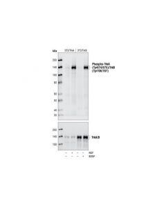 Cell Signaling Phospho-Trka (Tyr674/675)/Trkb (Tyr706/707) (C50f3) Rabbit mAb