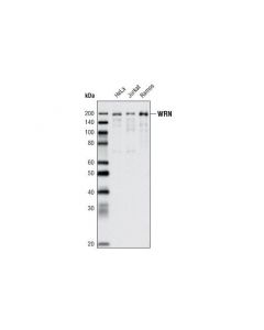 Cell Signaling Wrn (8h3) Mouse mAb