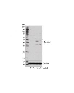 Cell Signaling Caspase-5 (D3g4w) Rabbit mAb