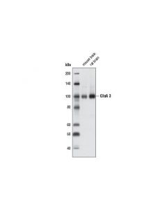 Cell Signaling Ampa Receptor 3 (Glua 3) (D47e3) Rabbit mAb