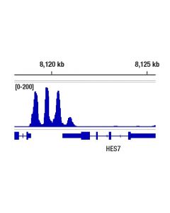 Cell Signaling Actl6b/Baf53b (E5x8c) Rabbit mAb
