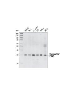 Cell Signaling Chronophin/Pdxp (C85e3) Rabbit mAb