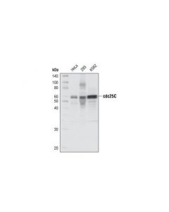 Cell Signaling Cdc25c (5h9) Rabbit mAb