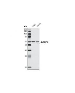Cell Signaling Hnrnp K (A222) Antibody