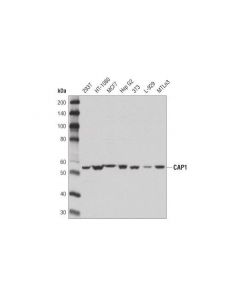 Cell Signaling Cap1 (D2k3j) Rabbit mAb