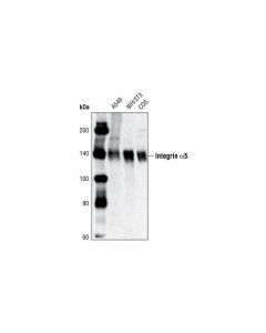 Cell Signaling Integrin Alpha5 Antibody