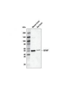 Cell Signaling Gfap (D1f4q) Xp Rabbit mAb (Biotinylated)