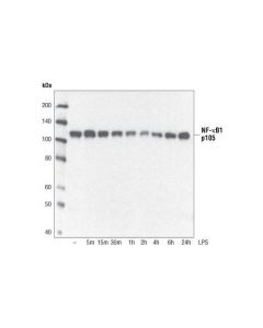 Cell Signaling Nf-Kappab1 P105 Antibody