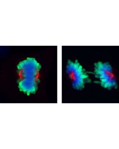 Cell Signaling Aurora A/Aik (1g4) Rabbit mAb