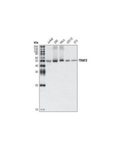 Cell Signaling Traf2 (C192) Antibody