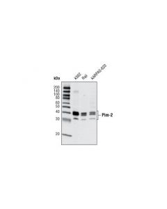 Cell Signaling Pim-2 (D1d2) Rabbit mAb
