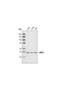 Cell Signaling Arp3 Antibody