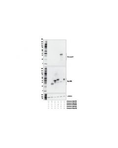 Cell Signaling Granzyme K (E9i3o) Rabbit mAb