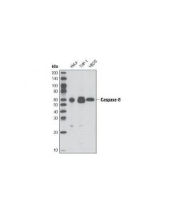 Cell Signaling Caspase-8 (D35g2) Rabbit mAb