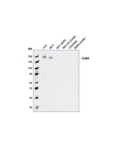 Cell Signaling Her4/Erbb4 (111b2) Rabbit mAb