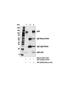 Cell Signaling APP (E8R9O) Mouse mAb