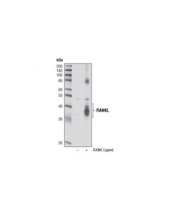 Cell Signaling Rank Ligand (L300) Antibody